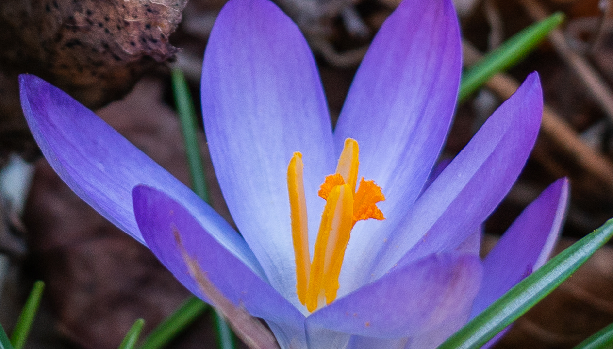 En lila blomma med gul pistill