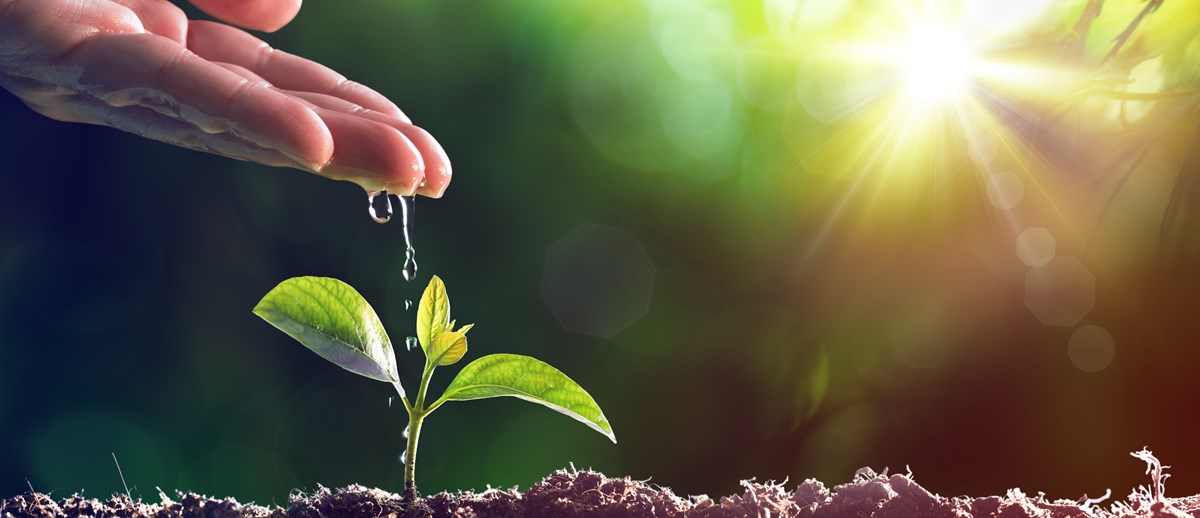 Närbild som visar en hand som vattnar en liten växt som växer ur jorden på marken. I bakgrunden syns solstrålar.