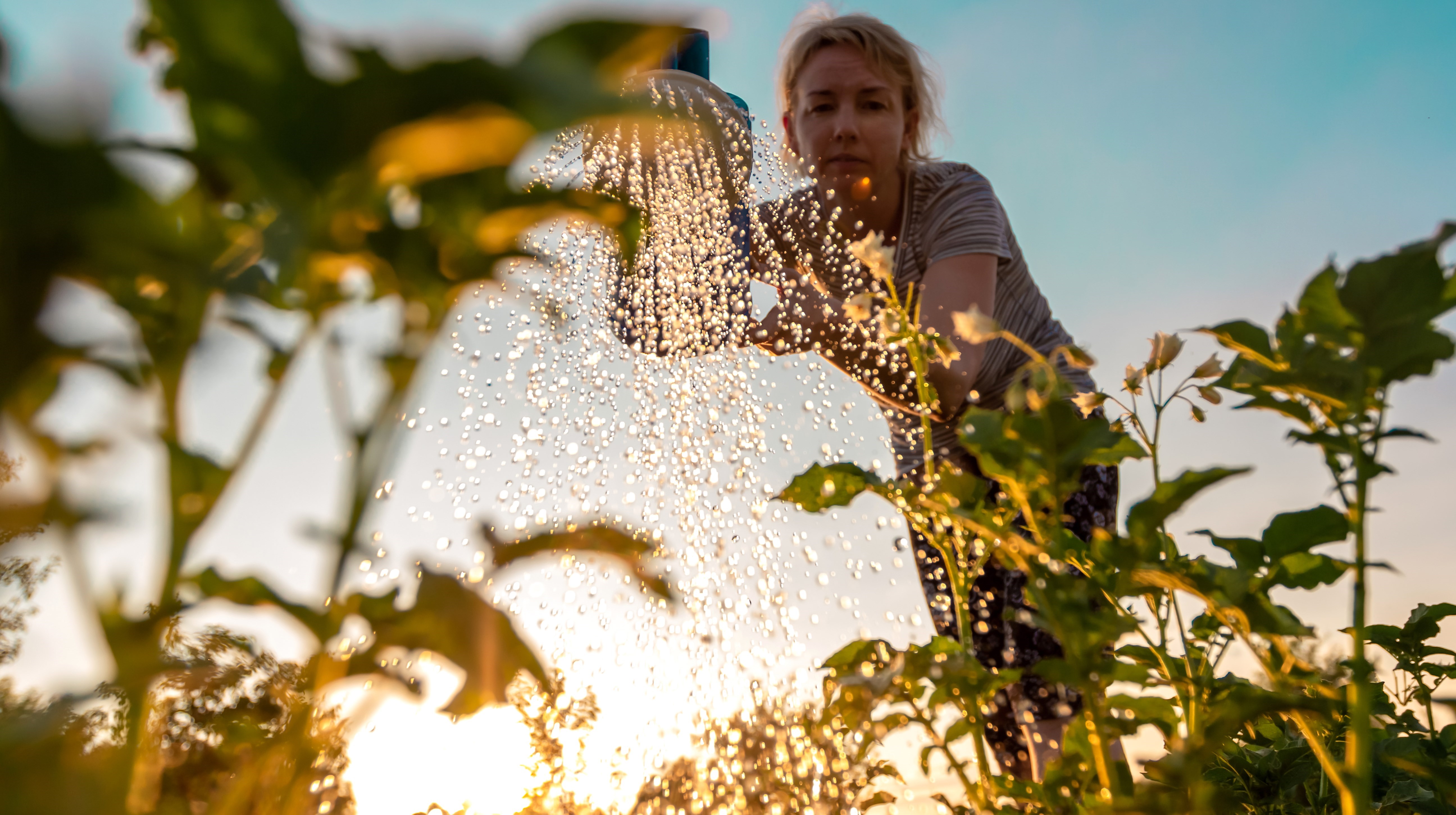Kvinna vattnar solrosor i en trädgård