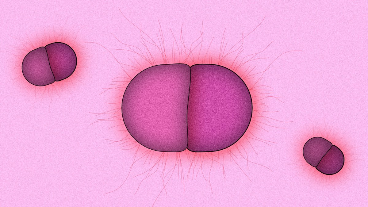 En illustration av bakterien gonorré. 