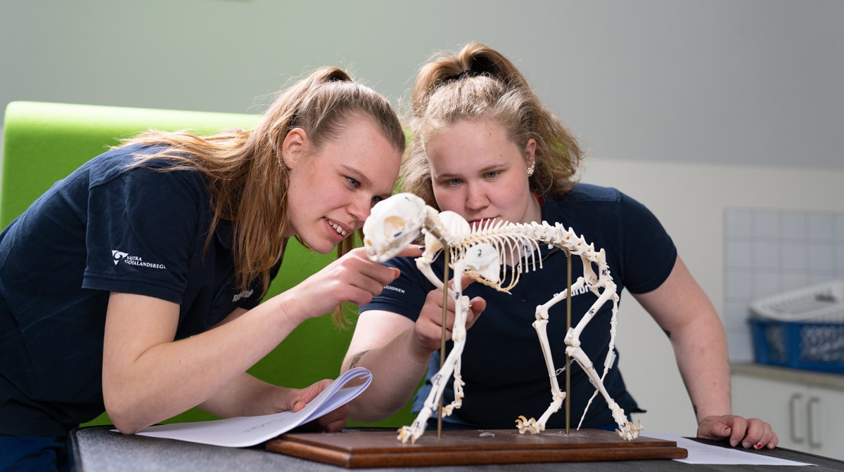 Två djurvårdarelever undersöker ett skelett