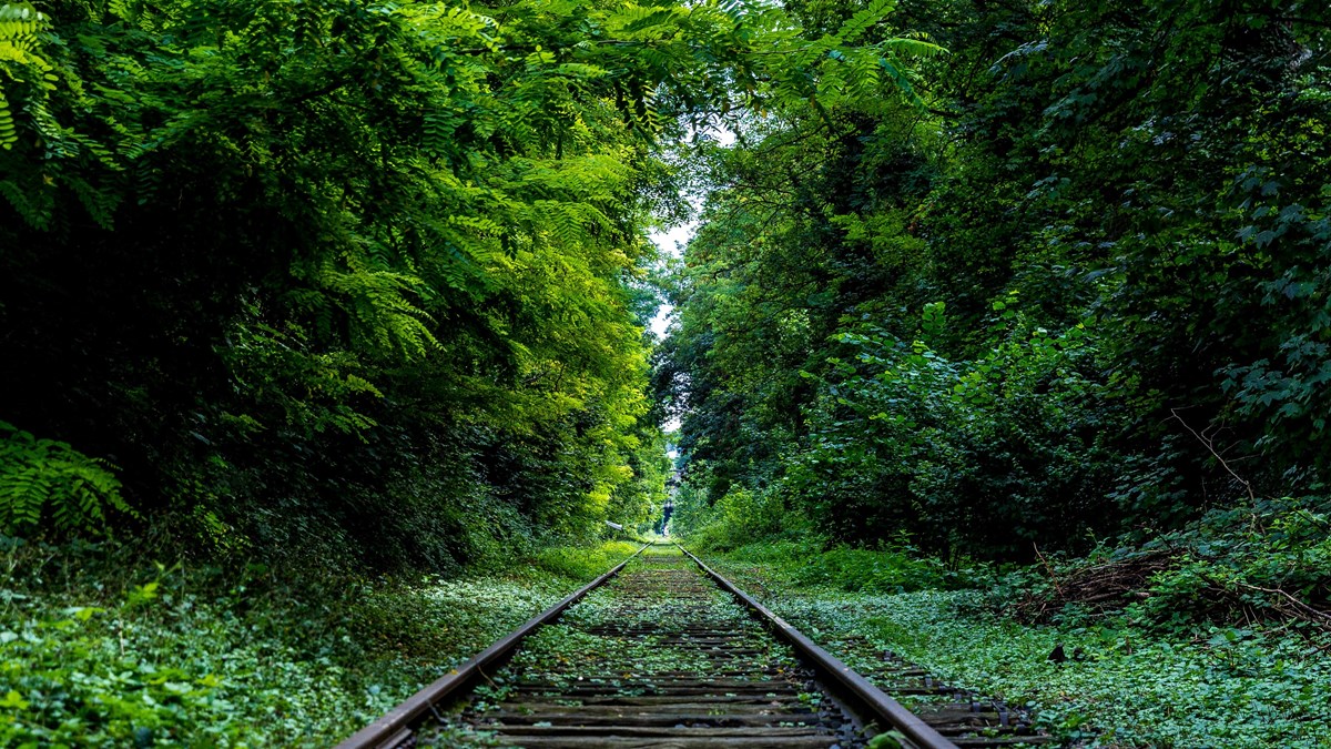 järnväg genom skog