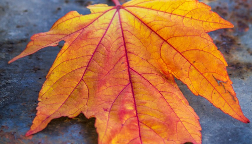 Ingen beskrivning tillgänglig