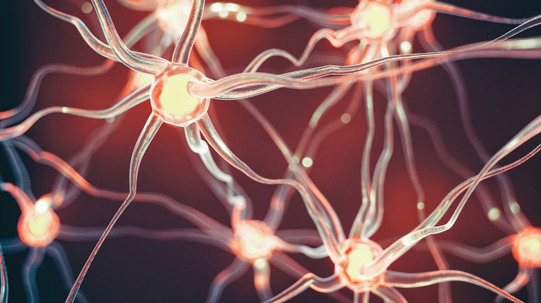 Bild på nervceller
