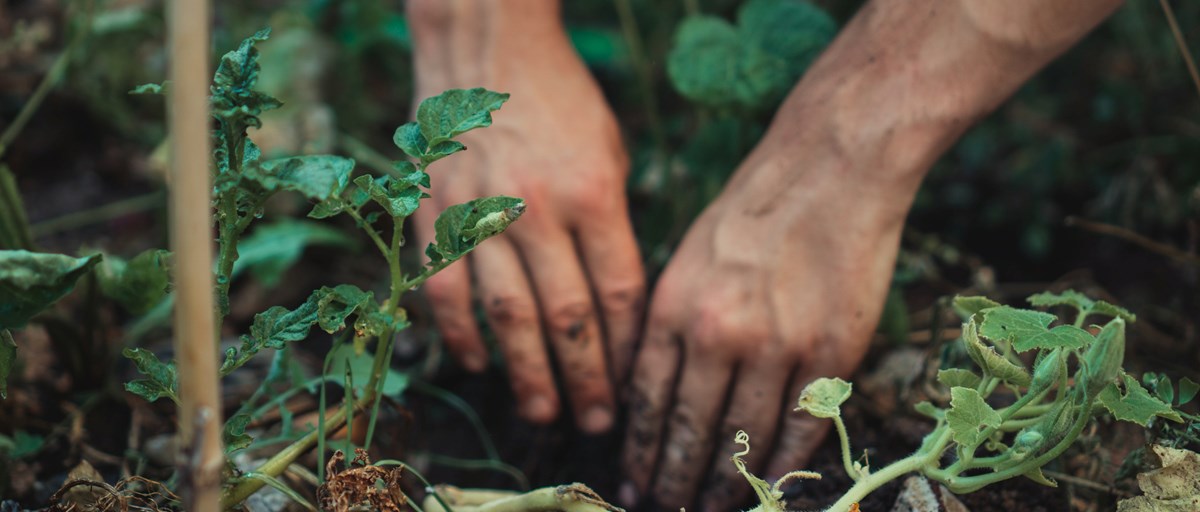 Två jordiga händer arbetar i jorden med gröna växter runtomkring