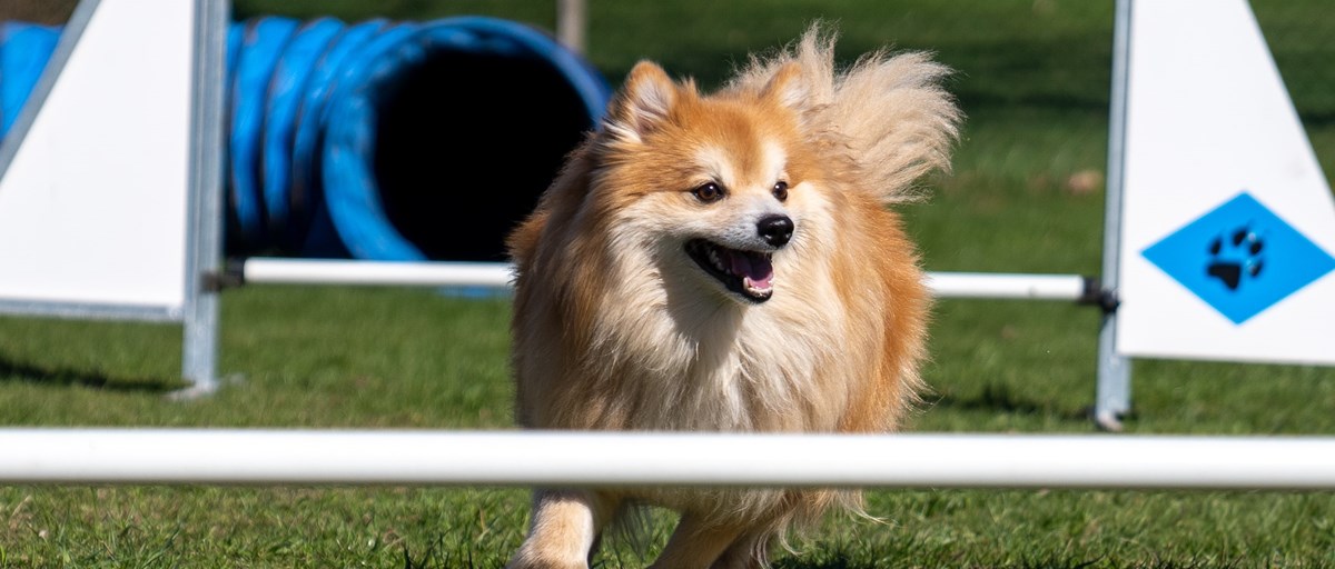 Hund springer mellan hinder på agilitybana