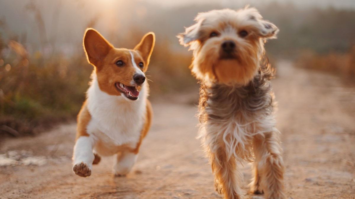 Två hundar springer bredvid varandra på grusväg