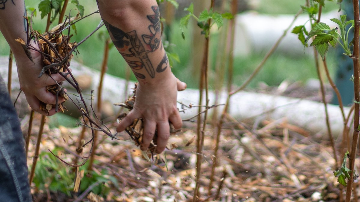 Händer som håller i och lägger ut växtmaterial på odlingsyta