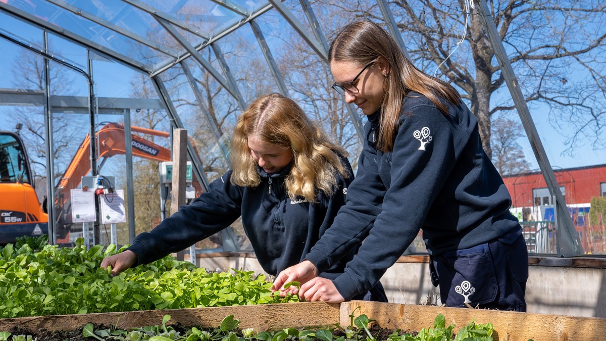 Två elever tar hand om salladsodling i växthus med grävmaskin i bakgrunden