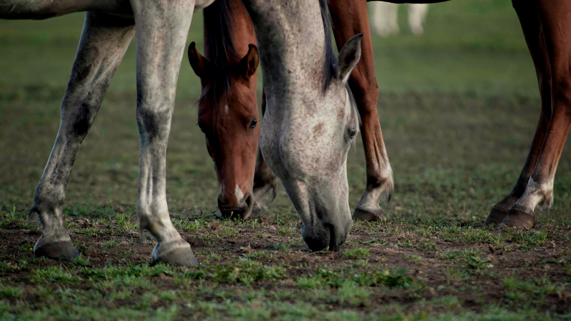Två hästar betar gräs