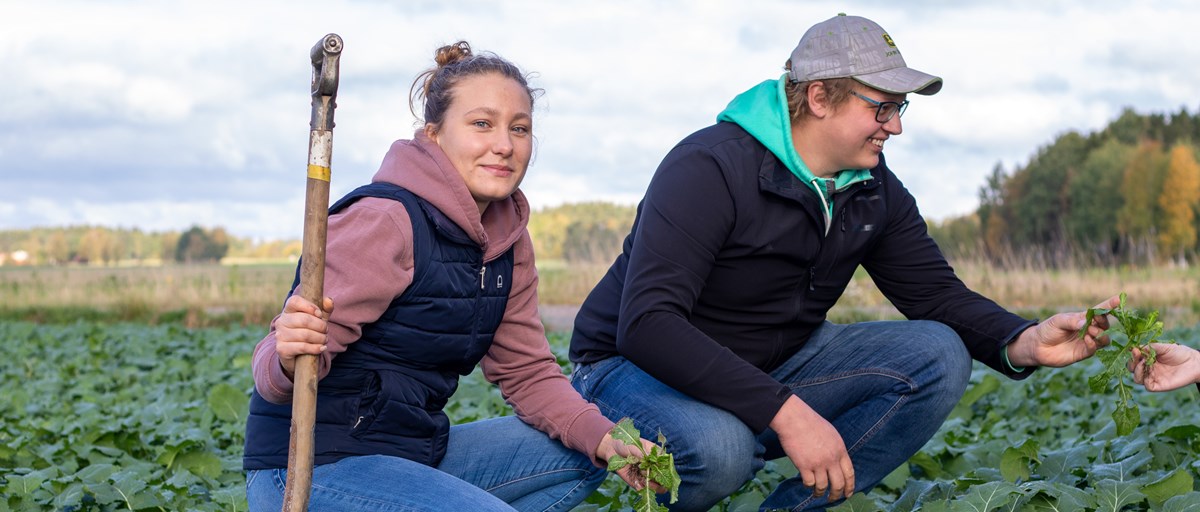 Två elever inspekterar grödor i ett grönt rapsfält 