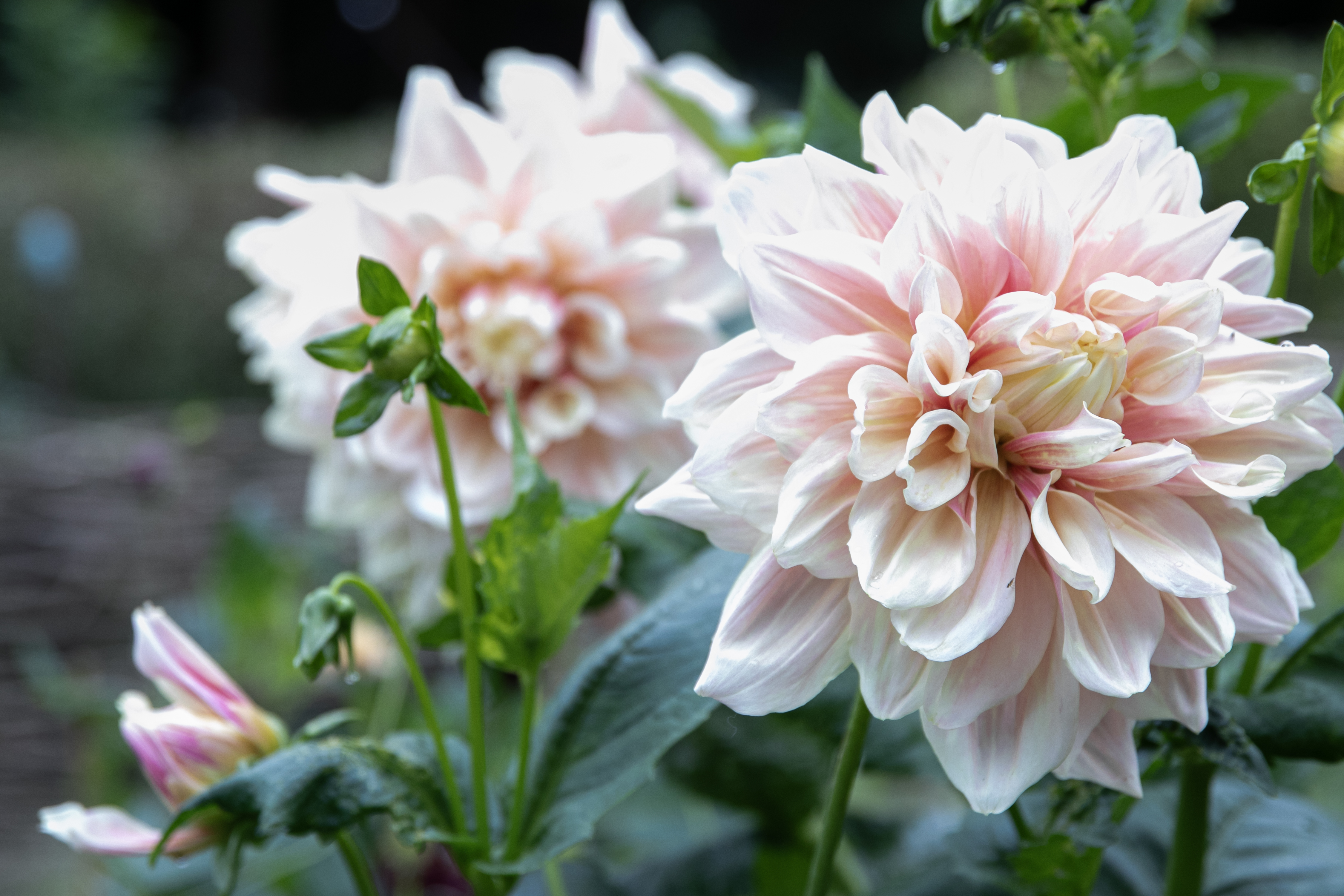 Ingen beskrivning tillgänglig