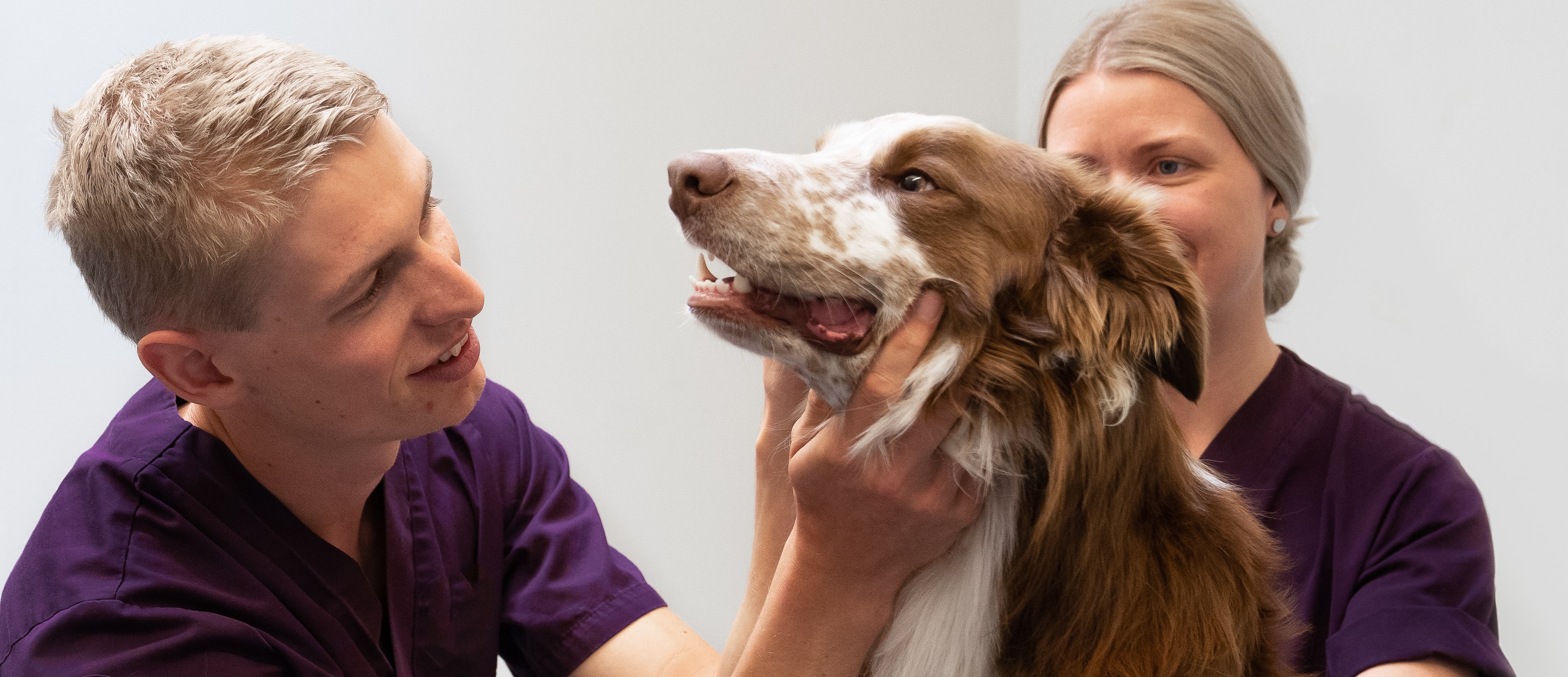 En manlig och en kvinnlig djurvårdare undersöker en hund