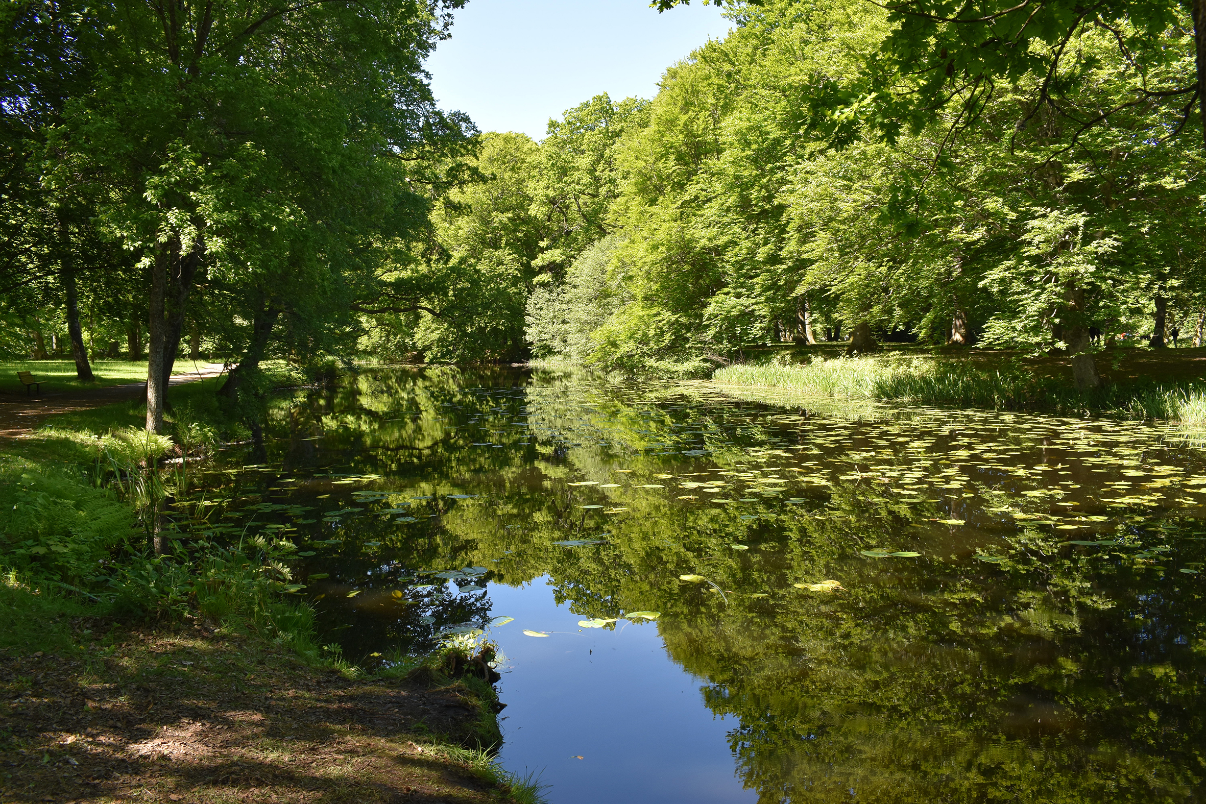 Stora ljusgröna träd speglas i en å i Nolhagaparken.
