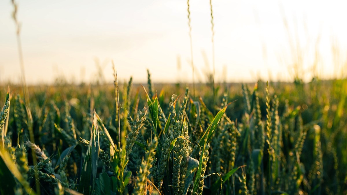 Närbild på ett fält med korn i solnedgång