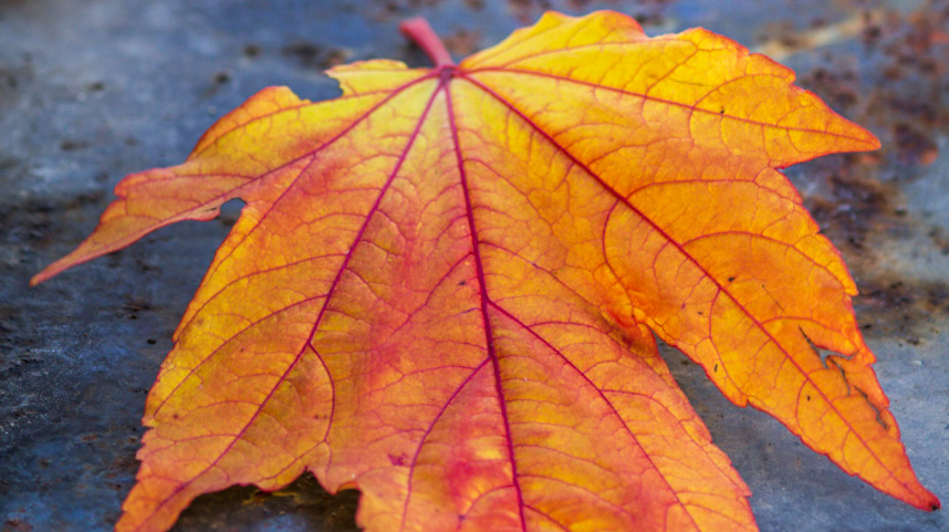 Ett gult höstlöv mot regnig asfalt