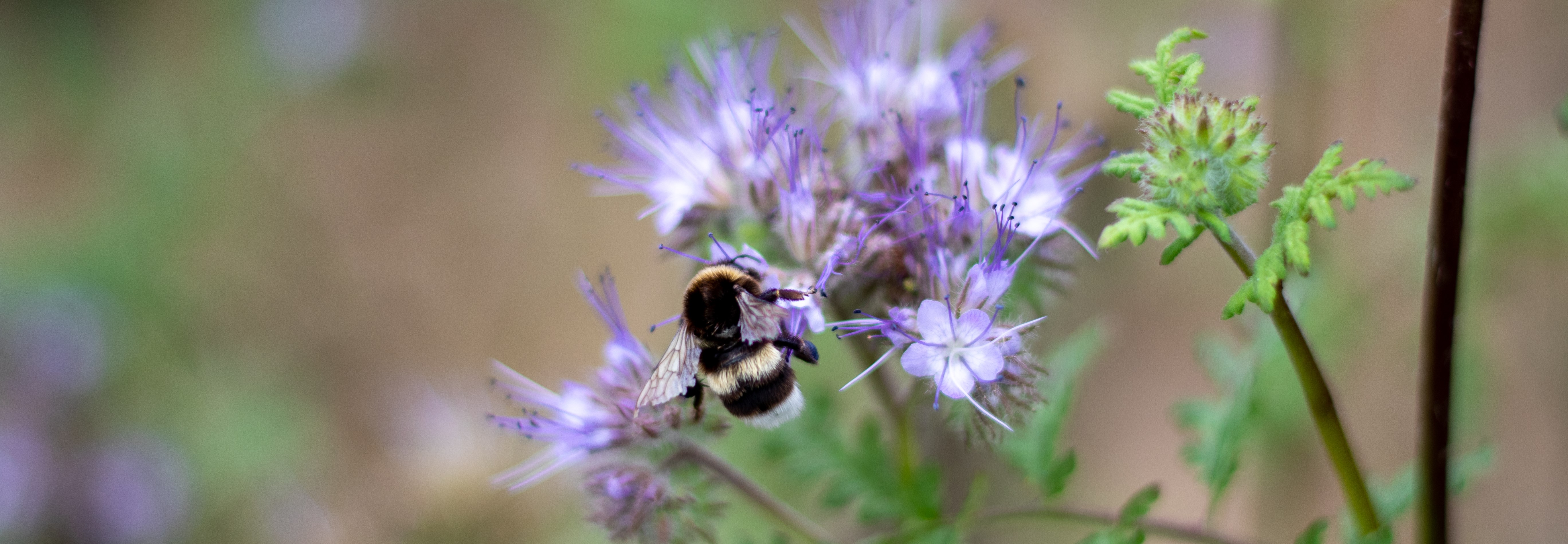 En humla har landat på honungsört