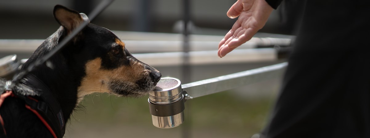 Hand anvisar hund att lukta på metallbehållare