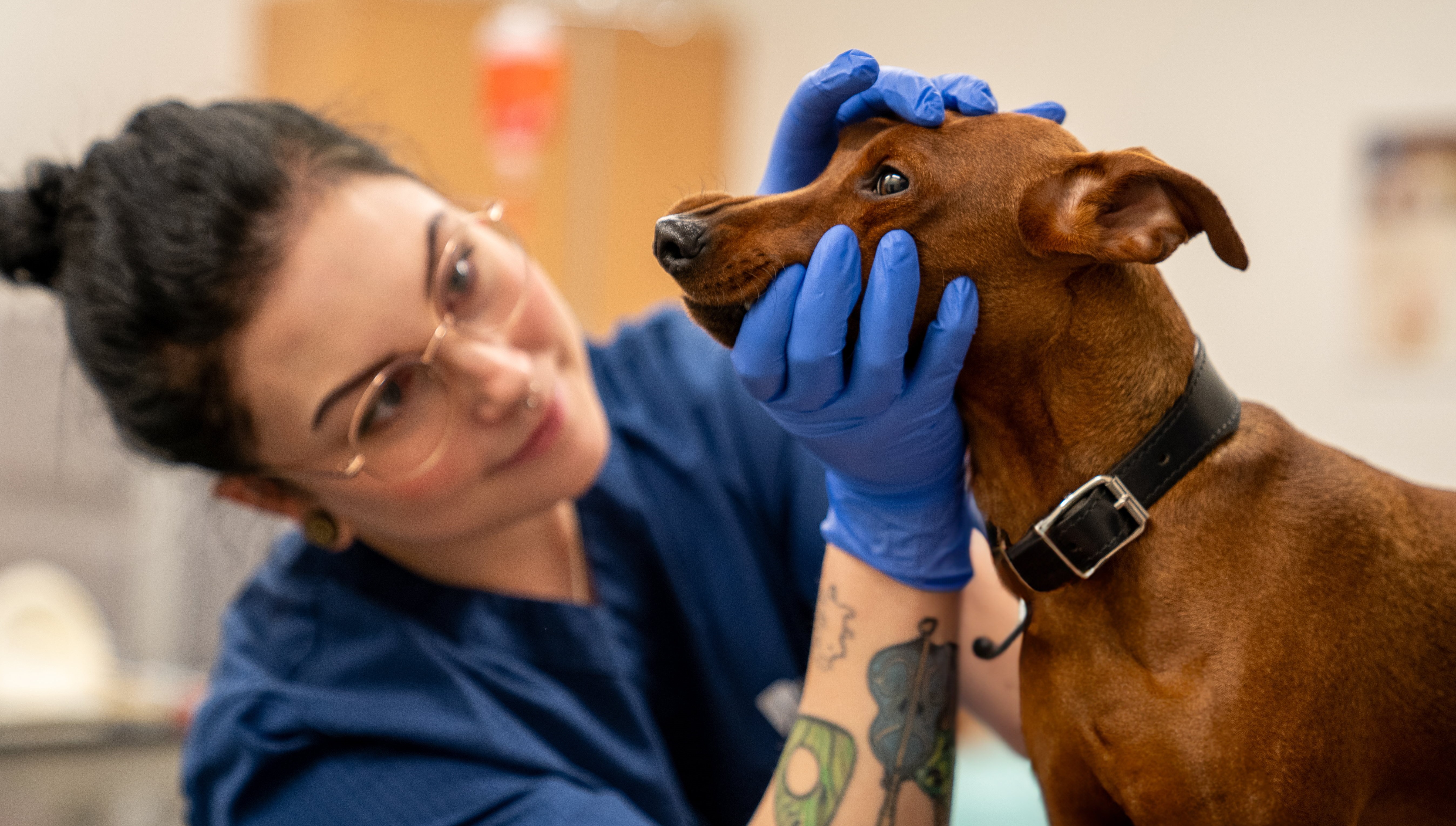 Elev med skyddshandskar håller händerna runt ansiktet på hund och undersöker munnen