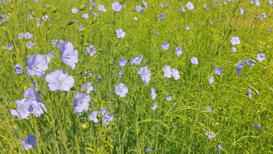 Linblommor på ett fält