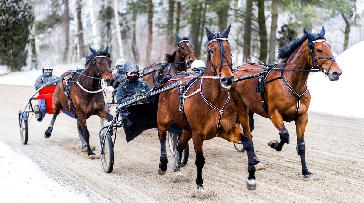 Fyra hästar travar med varsin kusk bakom på en väg i vinterlandskap.