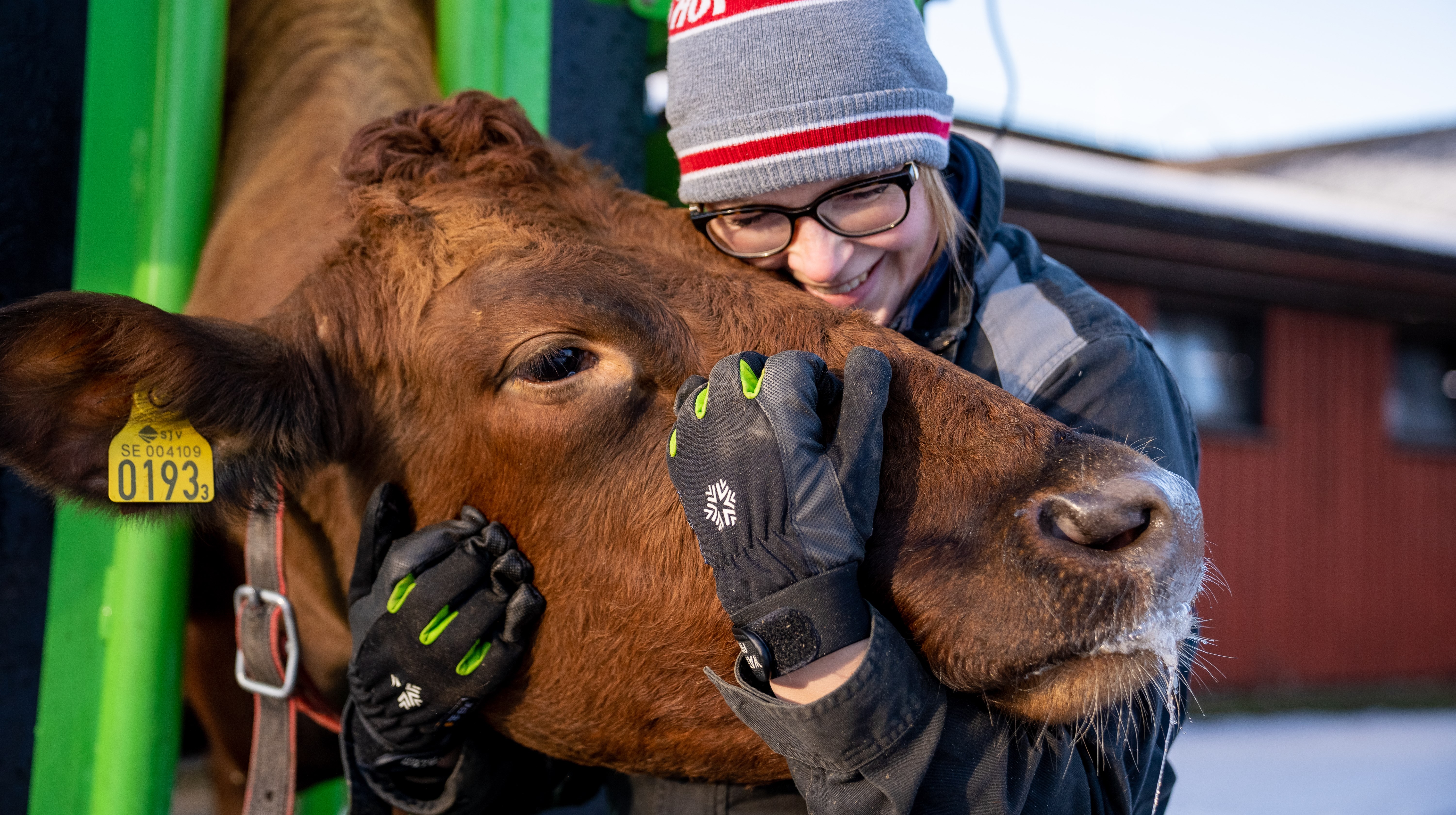 Tjej i arbetskläder håller om huvudet på ko