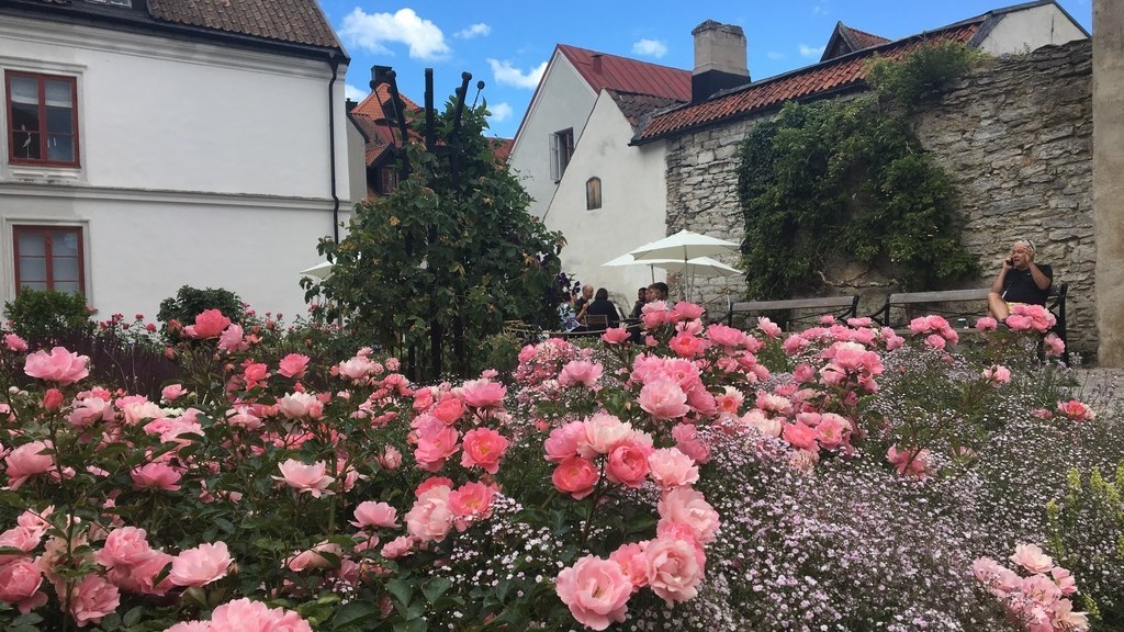 rosa rosor framför vita hus
