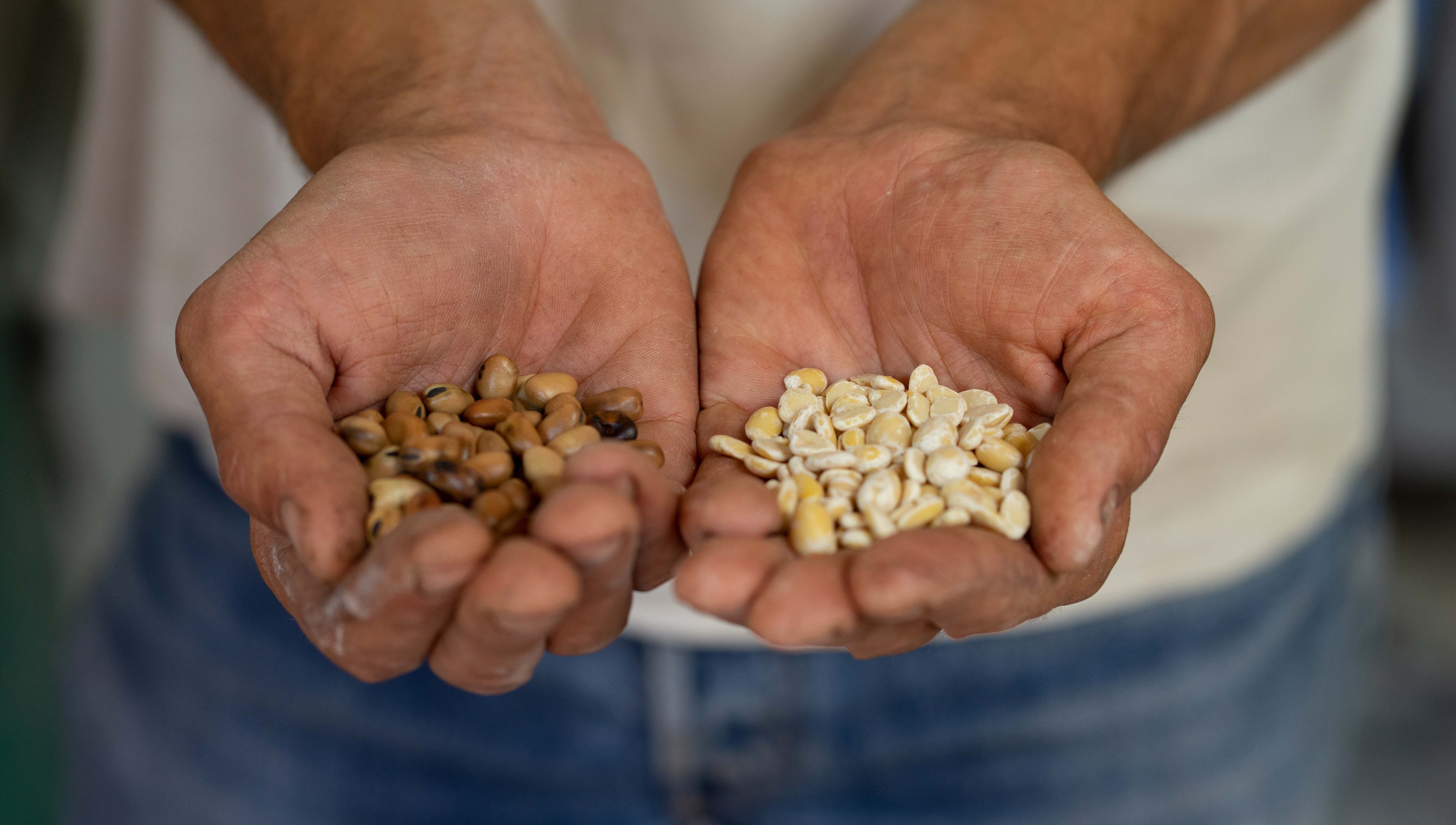 Två händer som håller i olika sorters torkade bönor