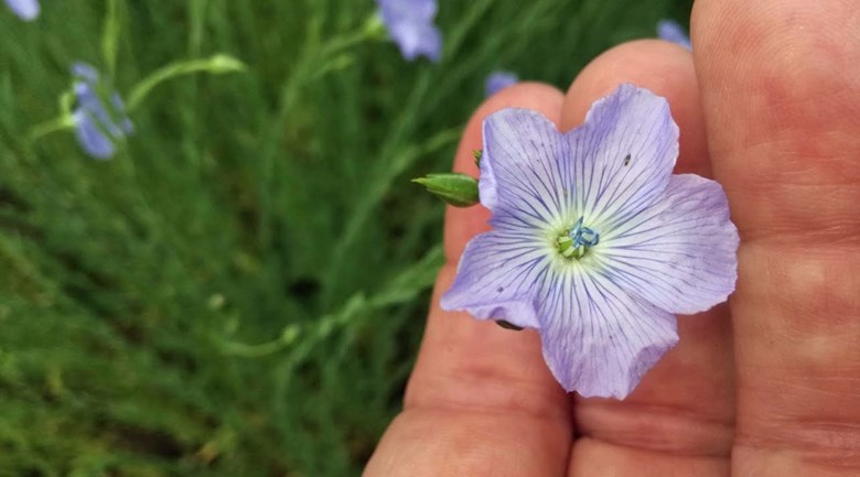 En liten linblomma mellan fingrar