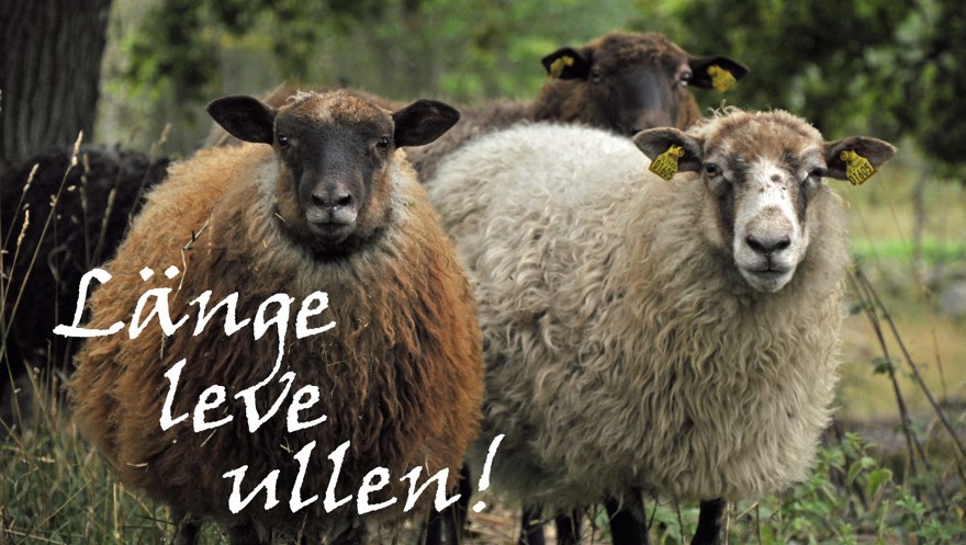 värmlandsfår med texten Länge leve ullen!