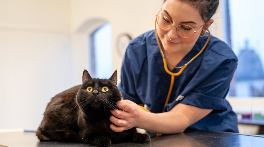Djurvårdarelev med stetoskop håller handen på en katt