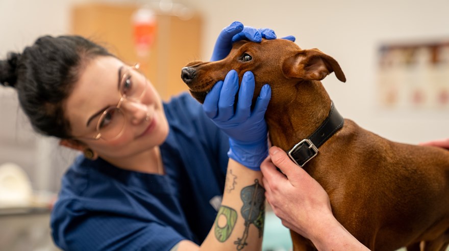Djurvårdselev med plasthandskar undersöker en hund i ansiktet