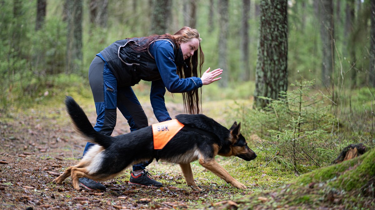 Elev ger order till schäferhund i skogsmiljö