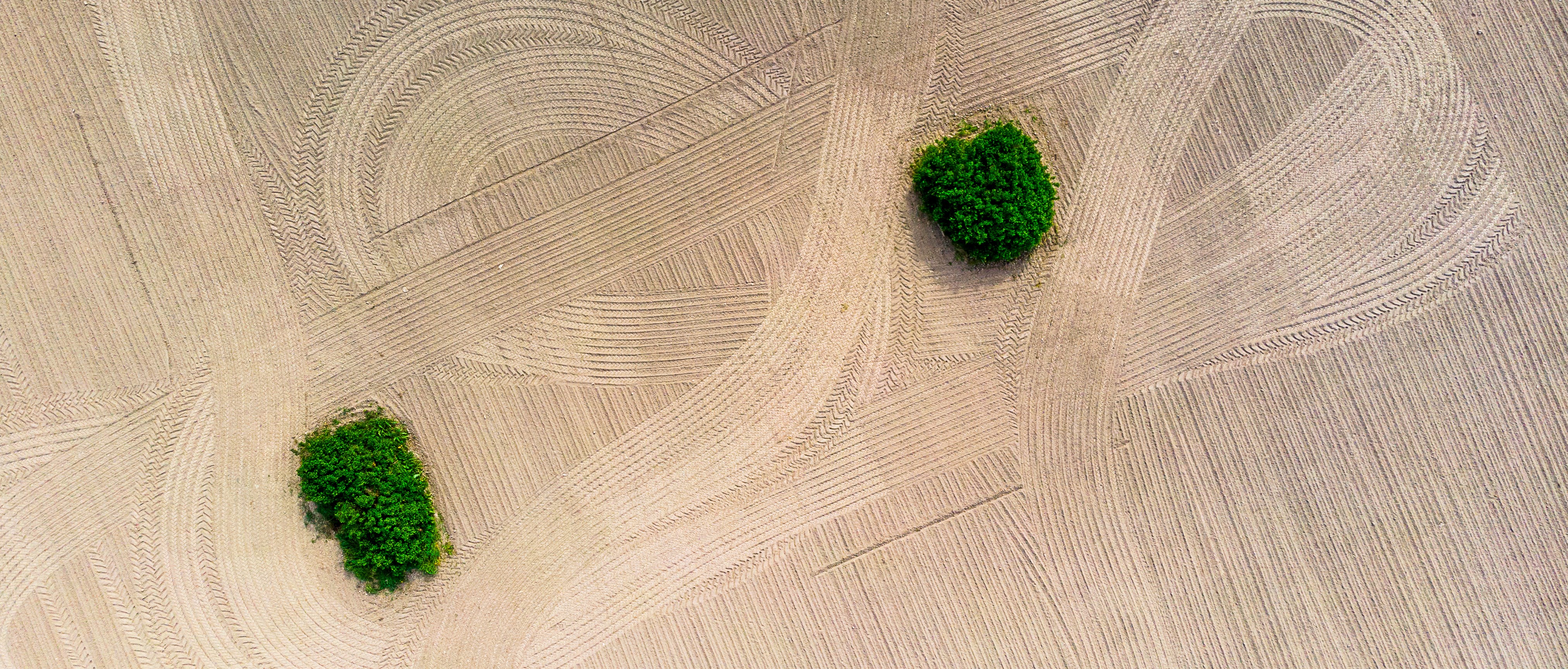 Drönarbild över harvad åker, men två gröna fält