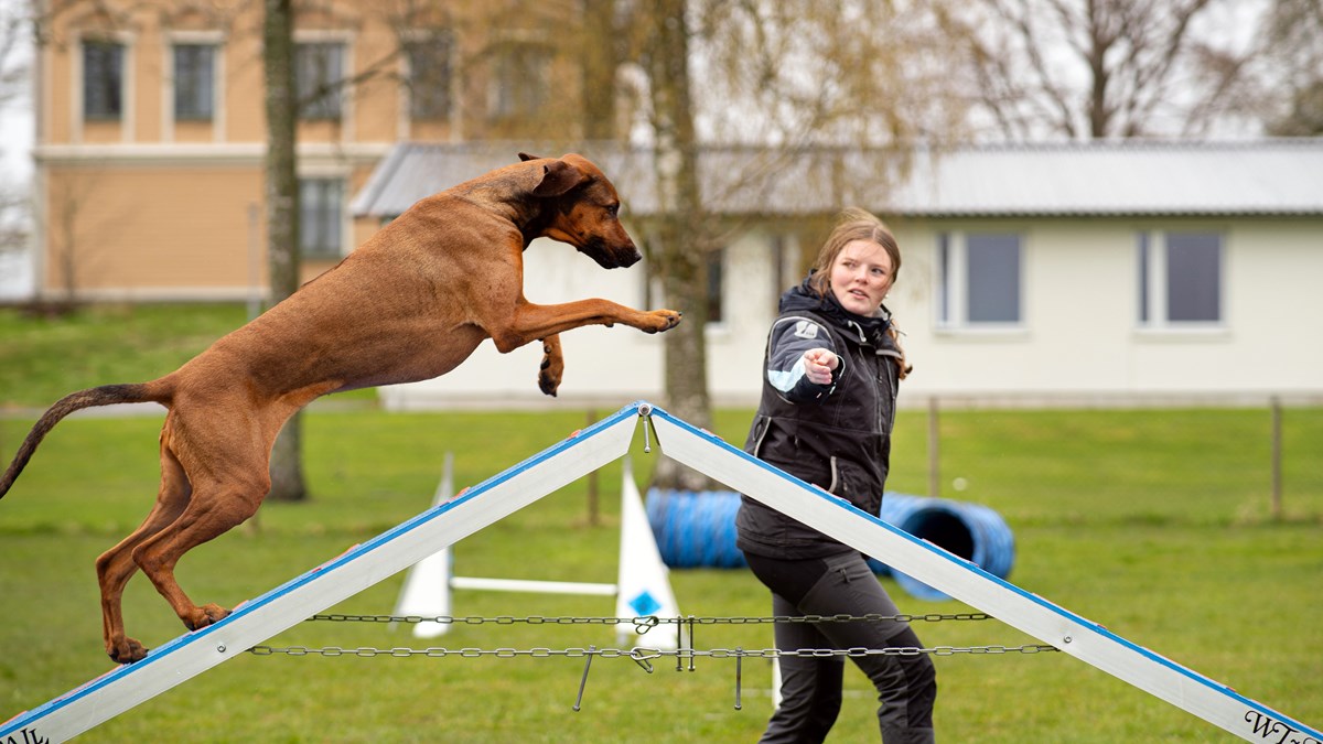 Elev med hund på agilitybana