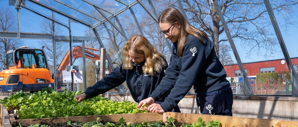 Två elever tar hand om salladsodling i växthus med grävmaskin i bakgrunden