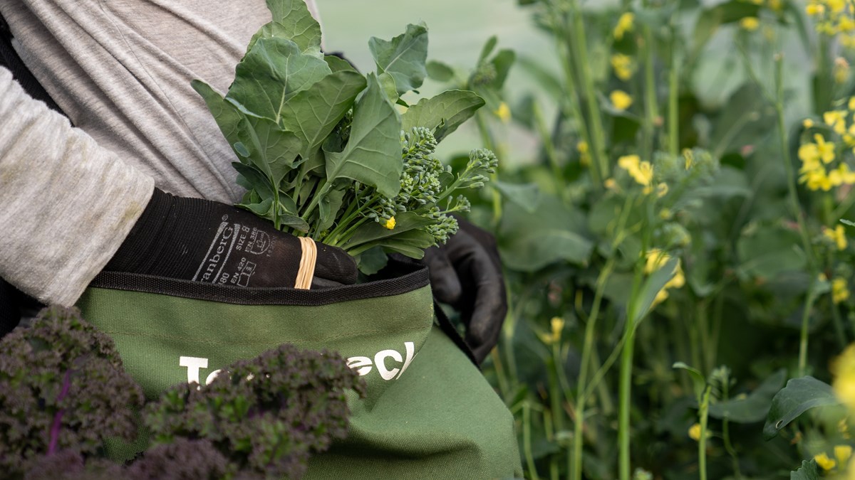 Handsklädda händer skördar broccoli i grön väska