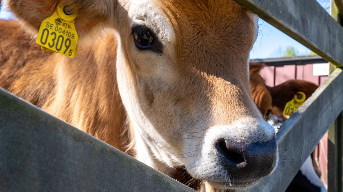 Ko med öronmärkning tittar ut genom staket