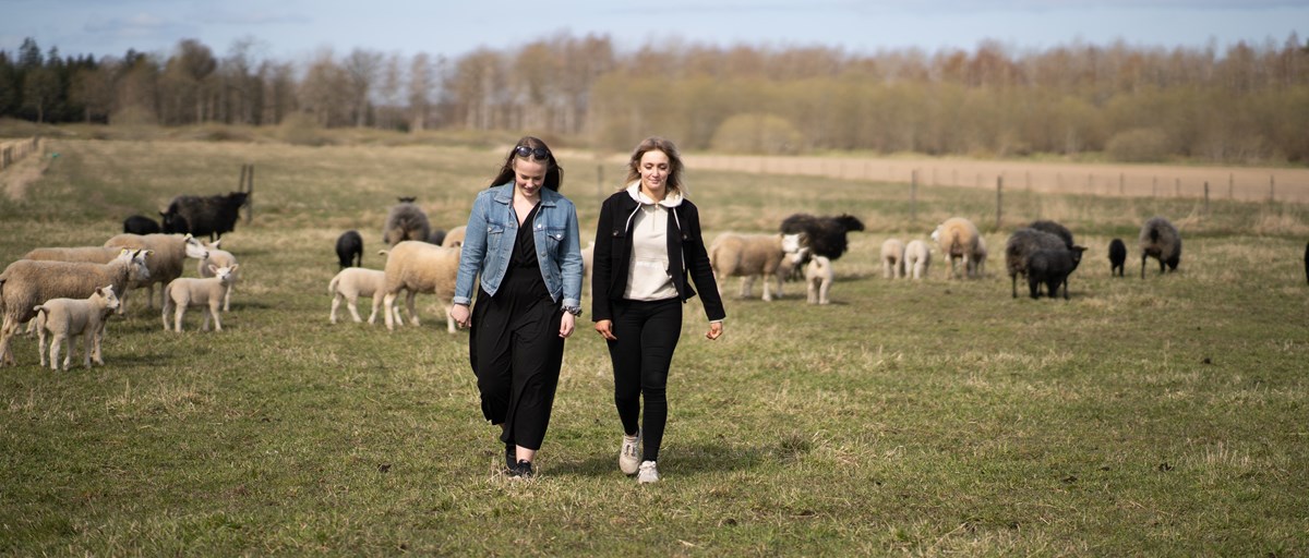 Två naturbruksstudenter promenerar i fårhage