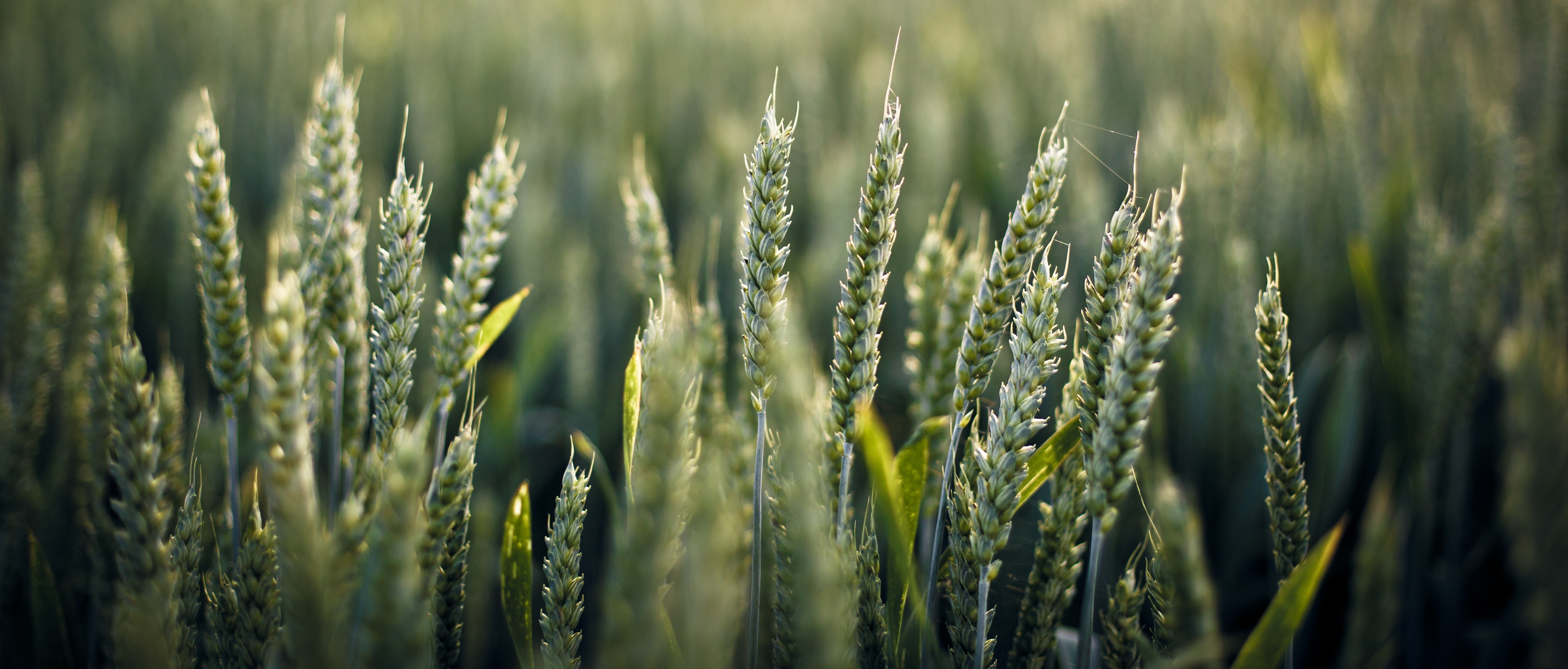 crop