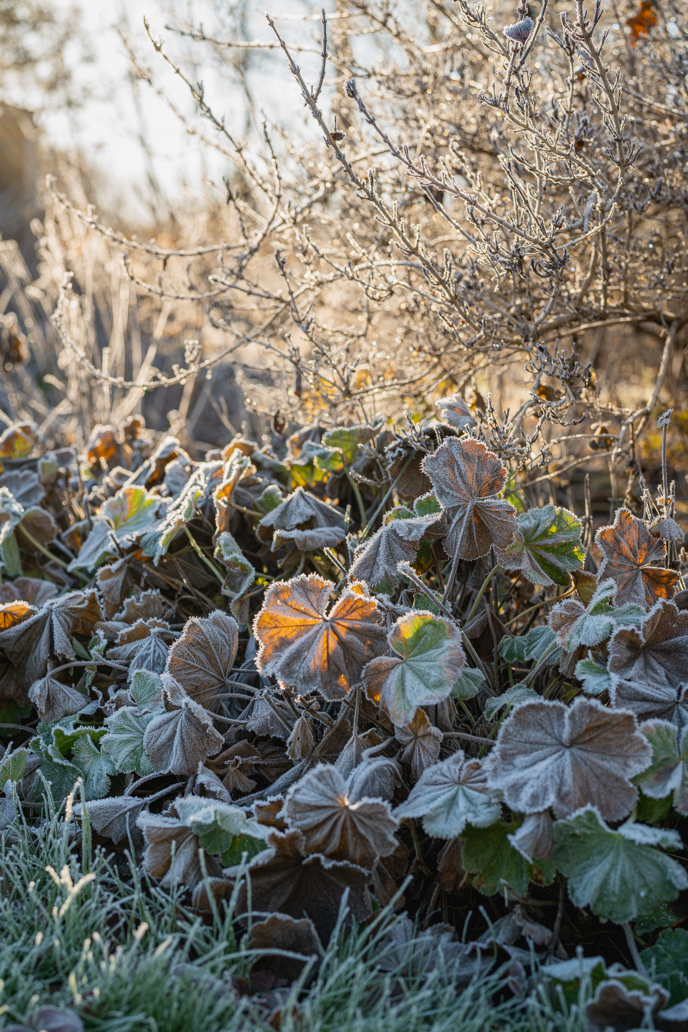 Ingen beskrivning tillgänglig